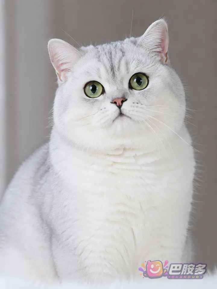 虚拟银渐层冠军猫 虚拟商品图 2