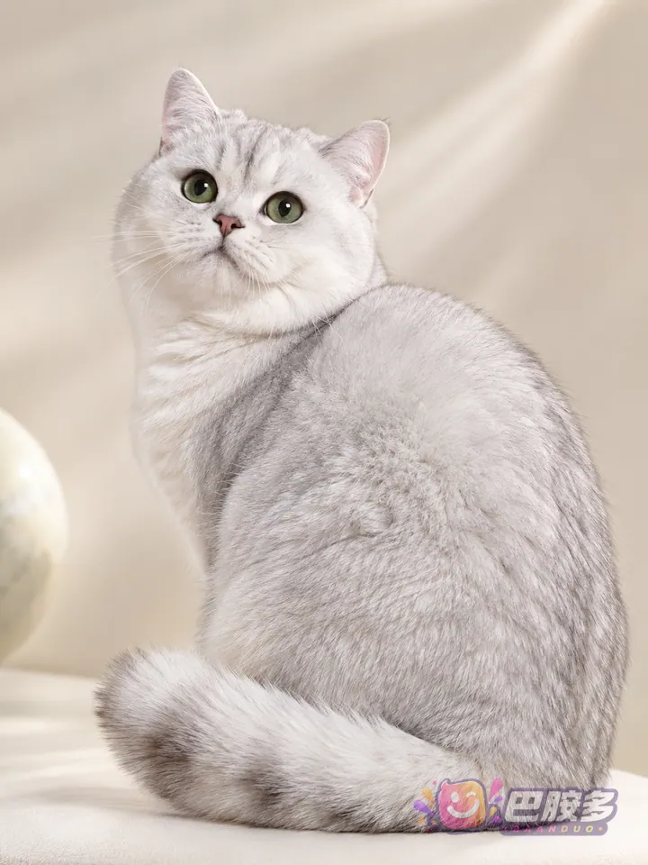 虚拟银渐层冠军猫 虚拟商品图 3